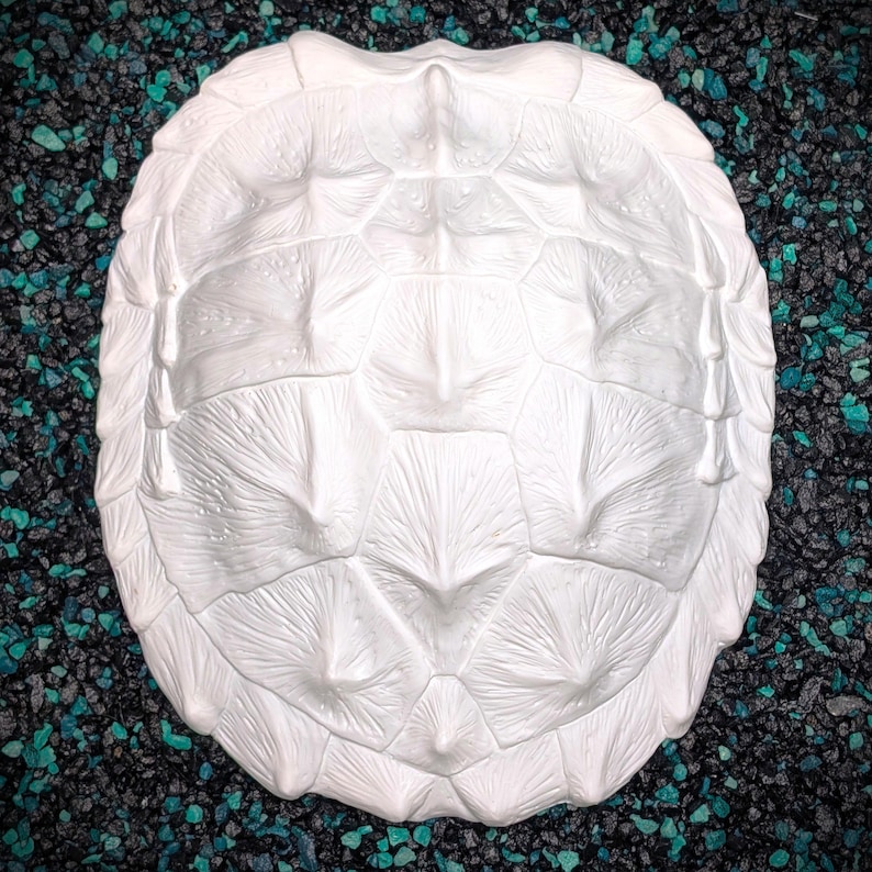 May include: A white turtle shell replica with detailed texture. The shell is oval-shaped with a textured surface, showcasing the intricate patterns of a turtle's shell. The background is a mix of black and teal pebbles.