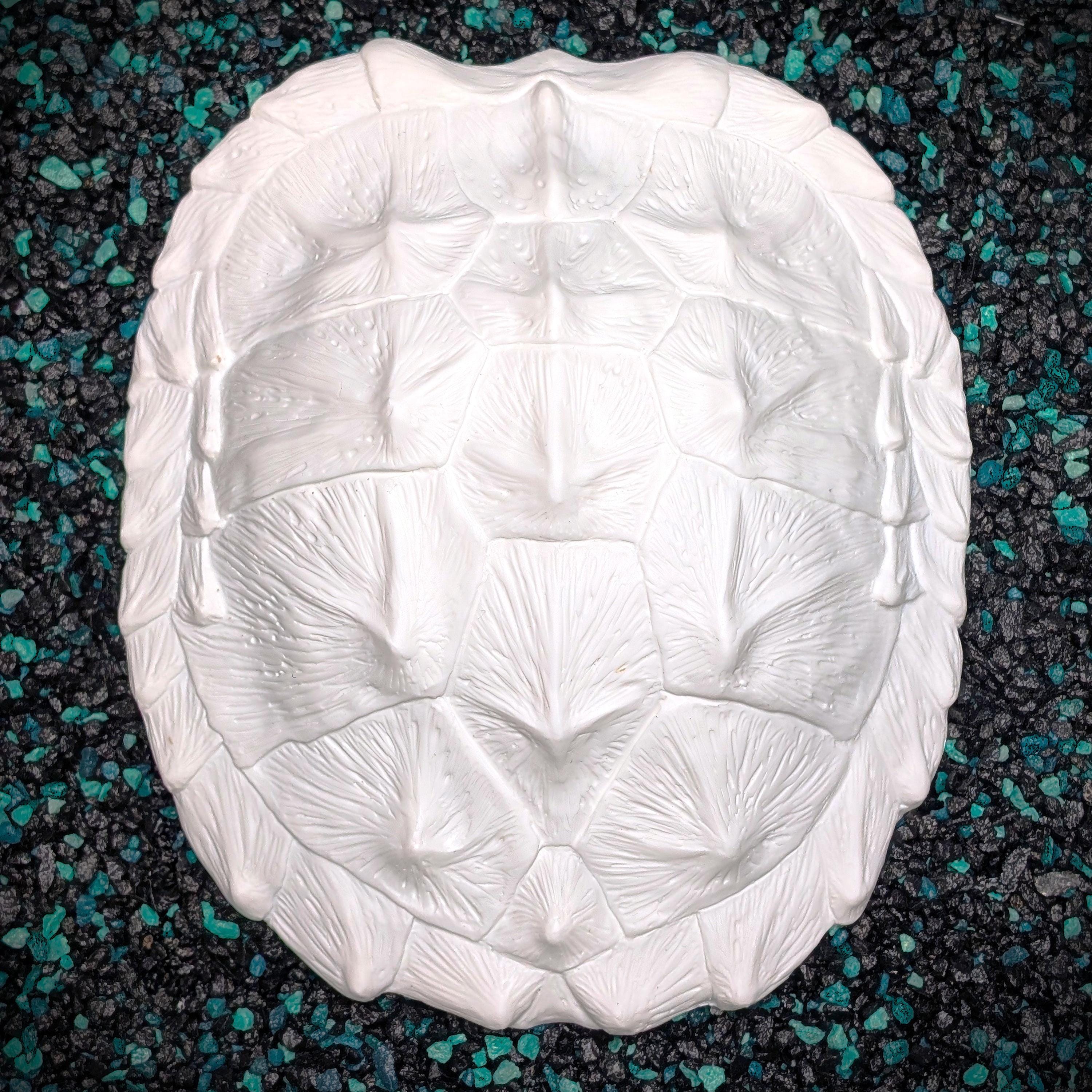 Turtle Shell Stoggles Snapping Turtle Shell - Etsy