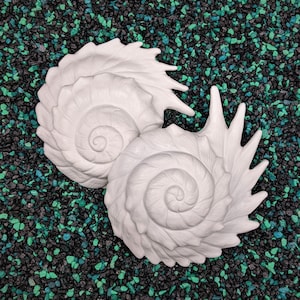 Horned Shell Set
