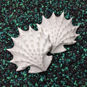 Spiny Jewel box Shell Set
