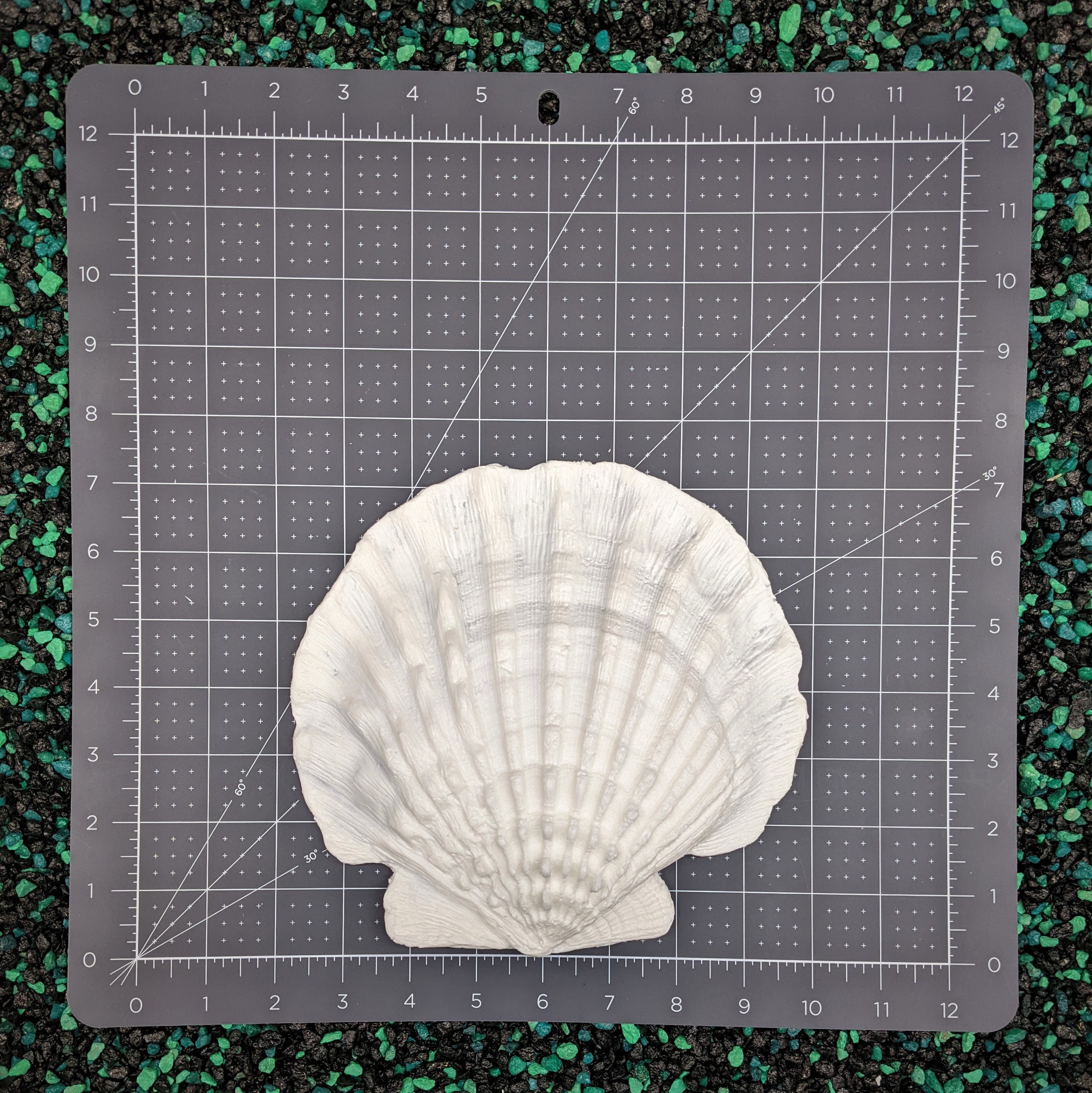 Lion Paw Shell Set - Etsy