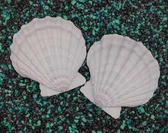 Conjunto de conchas de pata de león pequeño