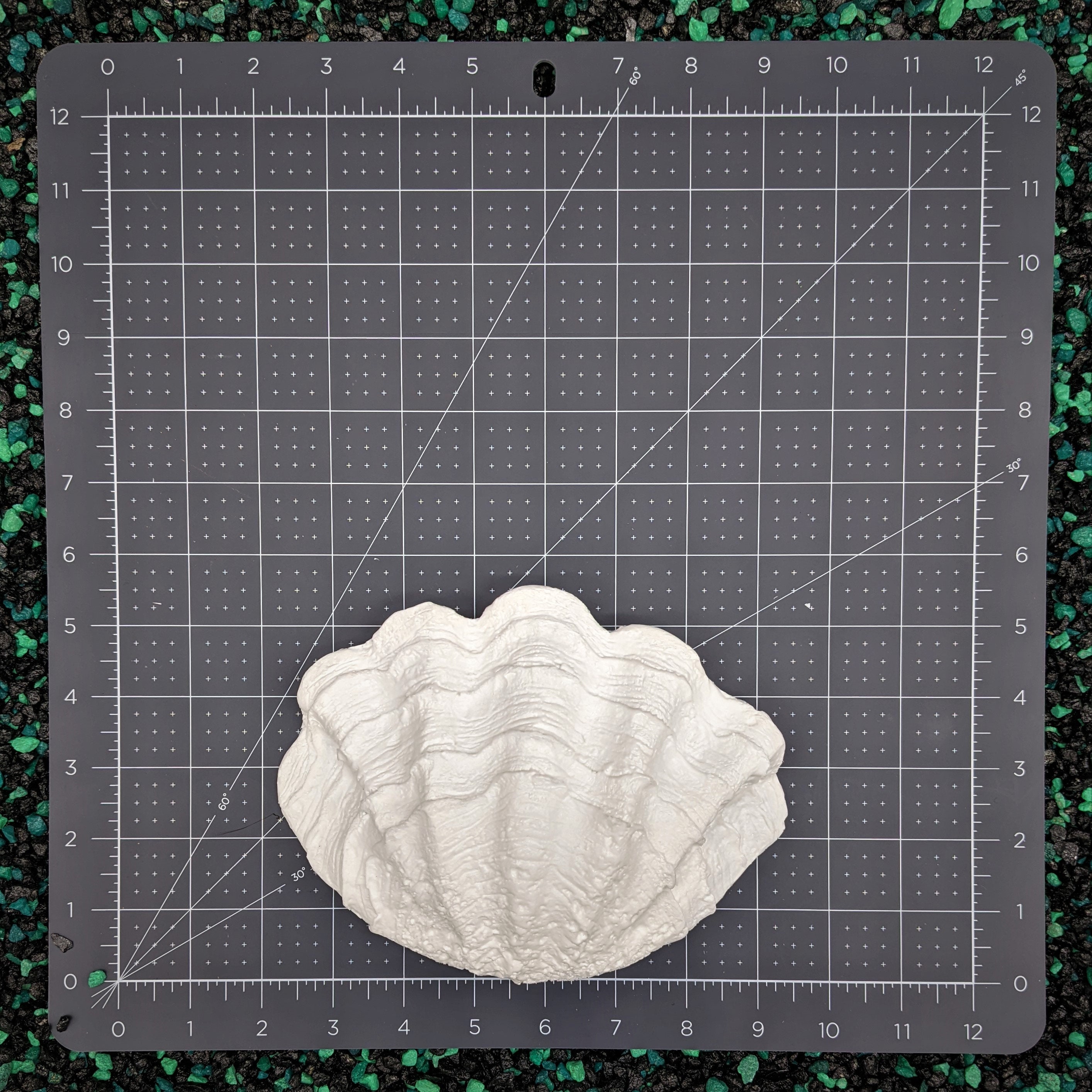 Clam Shell Set - Etsy