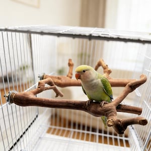May include: A small, light green and yellow bird with a red beak perches on a natural wooden bird perch inside a wire cage. The perch is made of branches and is attached to the cage with metal hardware. The cage is white.