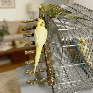 May include: A bird cage with several parakeets and a cockatiel. The cage is made of silver metal and has a wooden perch. The cockatiel is yellow with an orange cheek patch. The parakeets are blue, yellow, and green.