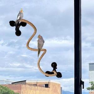 May include: Two cockatiels perched on a rope swing attached to a window with suction cups. The rope swing is made of natural rope and has a brown color. The cockatiels are gray and white with orange accents.