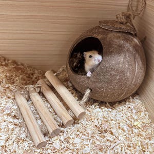 May include: A small, tan hamster peeks out from a brown coconut shell house. The house hangs from a jute rope and has a wooden ladder leading to it. The cage is filled with wood shavings.