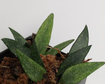 Hoya Parviflora