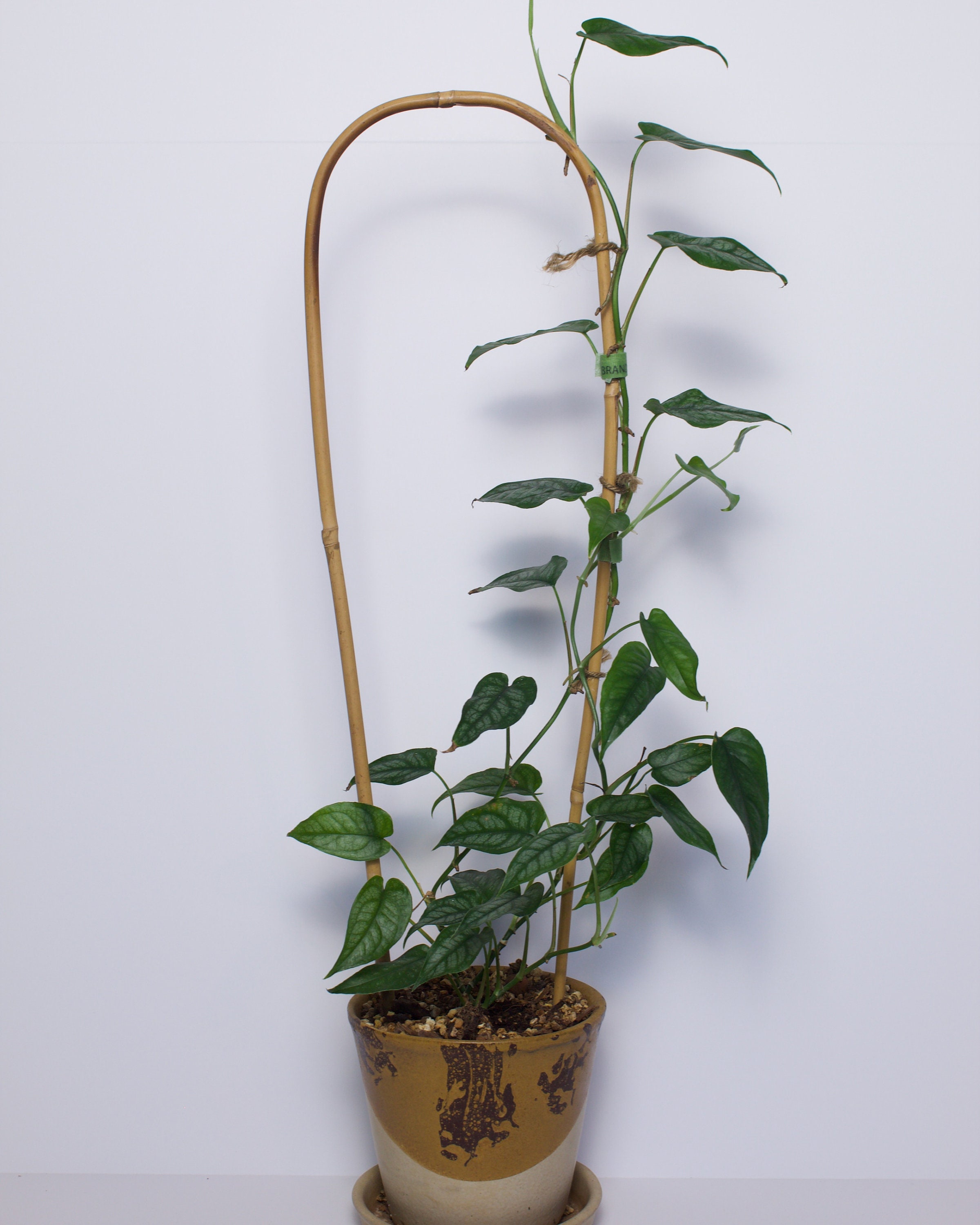 Variegated Lipstick Plant Etsy