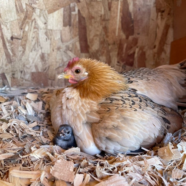 Chickens Eggs for Hatching Etsy