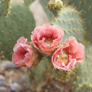 Prickly Pear (Opuntia) Cactus Pad - Pink Flowers