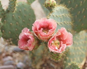 Prickly Pear (Opuntia) Cactus Pad - Pink Flowers