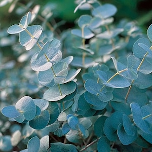 Organic Baby Blue Eucalyptus Seeds - Eucalyptus Pulverulenta - NON GMO - Open Pollinated