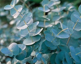 Organic Baby Blue Eucalyptus Seeds - Eucalyptus Pulverulenta - NON GMO - Open Pollinated