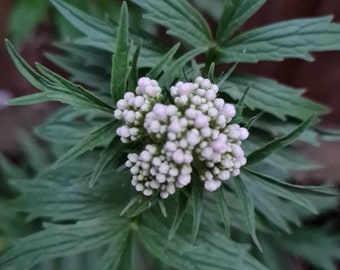 Common Valerian Seeds  Valeriana officinalis - garden heliotrope