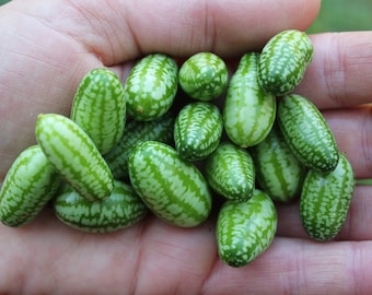 Mexican Sour Gherkin Mini Melon Seeds - Pack of 15 - Melothria Scabra - NON GMO - Open Pollinated