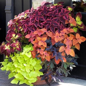 Rainbow Coleus Seeds: Heirloom Painted Nettle, Shade Garden