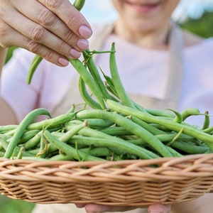 May include: A wicker basket filled with fresh green beans, held by a person in a garden setting.