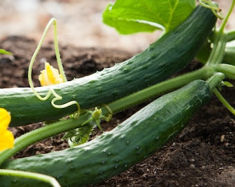 Organic Asian Long Cucumber - Pack of 15 - NON GMO - Open Pollinated - Cucumis Sativus