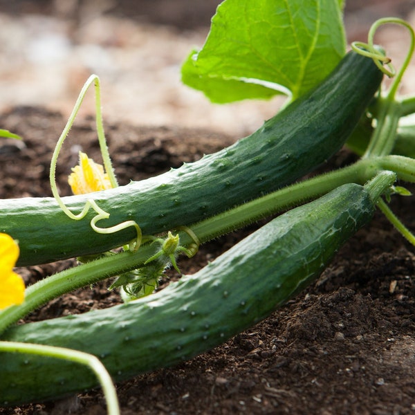 Organic Asian Long Cucumber - Pack of 15 - NON GMO - Open Pollinated - Cucumis Sativus