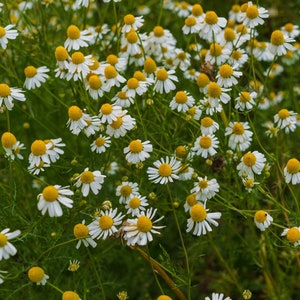 May include: A field of white and yellow chamomile flowers in bloom. The flowers are in various stages of bloom, with some fully open and others still in bud.