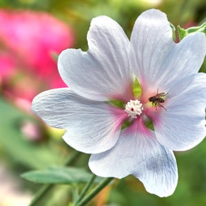 Marshmallow Marsh Mallow Plant Seeds - Althaea officinalis- NON GMO