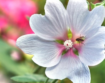 Marshmallow Marsh Mallow Plant Seeds - Althaea officinalis- NON GMO