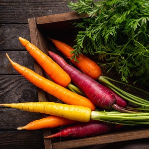 Rainbow Carrot Seeds: Organic Heirloom Vegetable Seeds