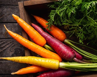 Rainbow Carrot Seeds: Organic Heirloom Vegetable Seeds