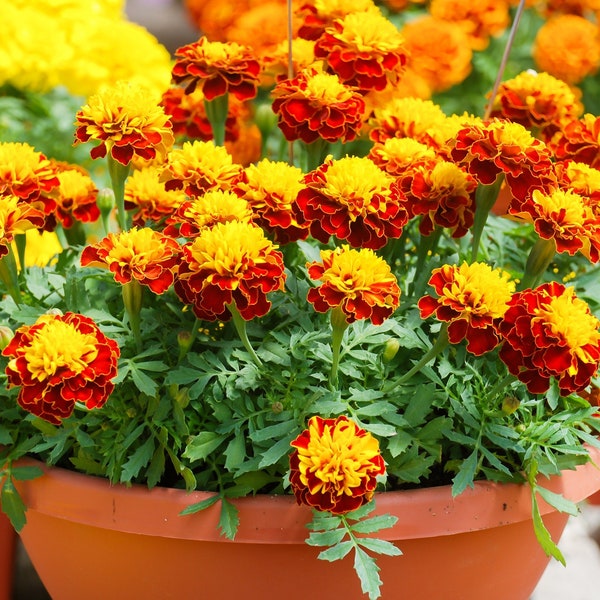 Durango Marigold Outback Mix Seeds - Bee Pollinator Flower seeds - edible flowers - marigold seeds - French Marigold seeds