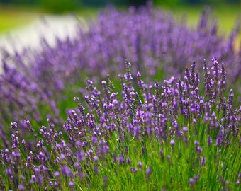 Puede incluir: Un campo de flores de lavanda púrpura en flor. Las flores están enfocadas, mientras que el fondo está desenfocado.