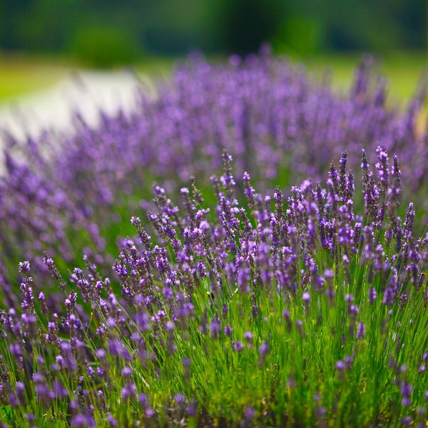 English Lavender Seeds - Common Lavender - Heirloom Seeds Herb seeds - Medicinal Lavender seeds - Lavandula angustifolia vera