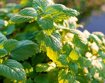 Organic Lemon Balm Seeds: Heirloom Melissa Officinalis, Pollinator Herb