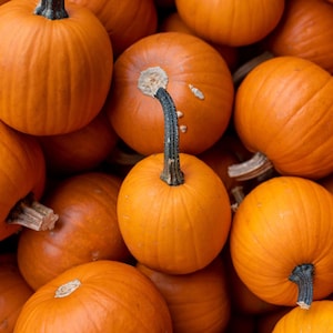 Baby Bear Pumpkin Seeds: Deep Orange, Small, Open Pollinated