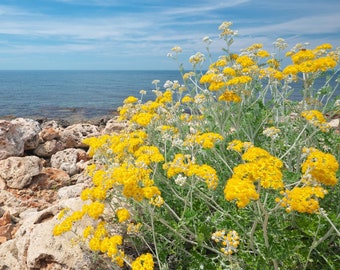 Golden Yarrow Seeds: Achillea Filipendulina, Pollinator Wildflower Seeds