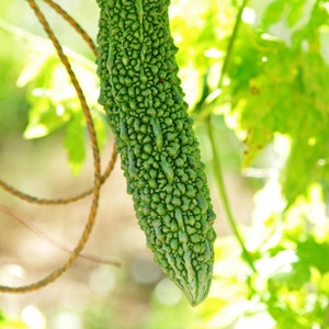 May include: A green bitter melon hanging from a vine. The melon has a bumpy, warty texture and is a popular ingredient in Asian cuisine.