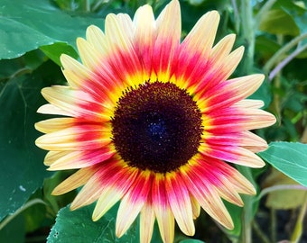 flower Seeds - Sunflower Seeds Strawberry Blonde Sunflower - Open Pollinated - Non GMO - Tri Color Sun Flower Helianthus annuus rare seeds