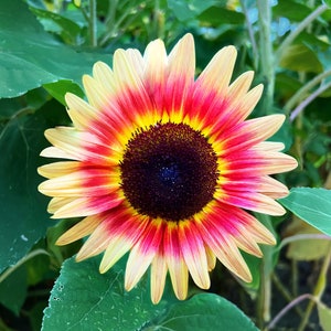 Strawberry Blonde Sunflower Seeds: Rare Tri-Color Helianthus Annuus
