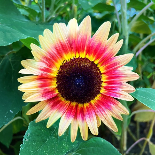 flower Seeds - Sunflower Seeds Strawberry Blonde Sunflower - Open Pollinated - Non GMO - Tri Color Sun Flower Helianthus annuus rare seeds