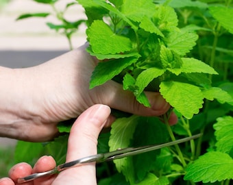 Organic Catnip Seeds: Heirloom Non-GMO Nepeta Cataria