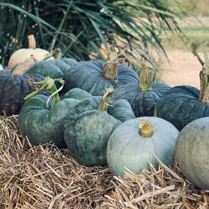 May include: A collection of green and blue pumpkins arranged on a bed of straw. The pumpkins are various sizes and shapes, with some having a more rounded form and others being more elongated.