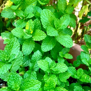 Organic Peppermint Seeds: Heirloom Culinary Herb, Non-GMO