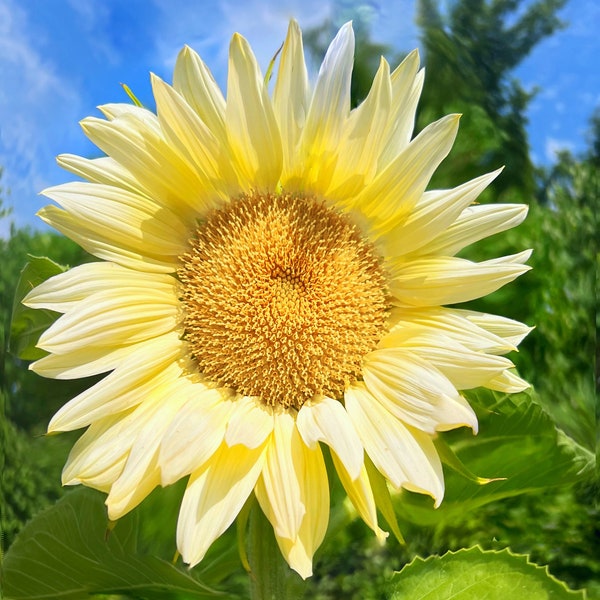 Flower Seeds - pale yellow Sunflower Seeds - Open Pollinated - Non GMO - light white sunflower Helianthus annuus rare flower seeds