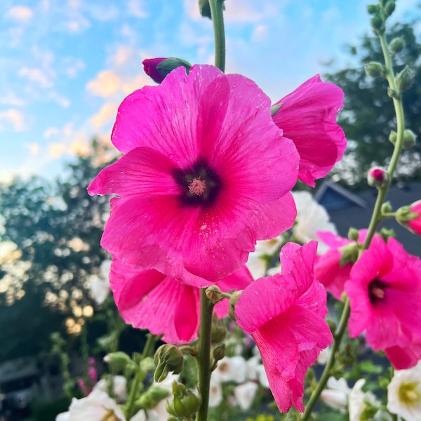 Hollyhock seeds Pink - Easy to Grow seeds -Heirloom seeds- Medicinal Herb Seeds - shades of Pink, Rose, Fuchsia  (Alcea Rosea)  Non GMO