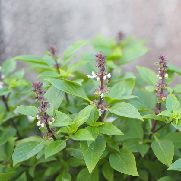 holy basil seeds - medicinal herb seeds -  Ocimum tenuiflorum - Open Pollinated - tulsi seeds