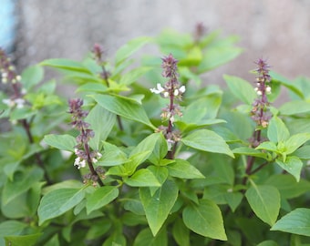 May include: A close-up of a green basil plant with purple flower buds and white flowers. The plant is growing in a garden setting.