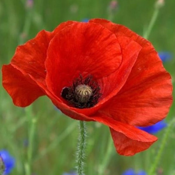 Classic Red corn poppy Seeds - Common poppy - Heirloom Seeds Herb seeds - Medicinal poppy seeds - Papaver rhoeas