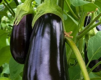 organic high yielding Italian eggplant Seeds - Solanum melongena seeds Non-GMO heirloom seeds