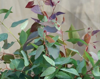 Tereticornis Eucalyptus Seeds - Open Pollinated
