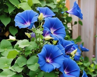 Easy to grow seeds - Heavenly blue morning glory Seeds - Open Pollinated - Non GMO - flower seeds - vine seeds - unique flower garden